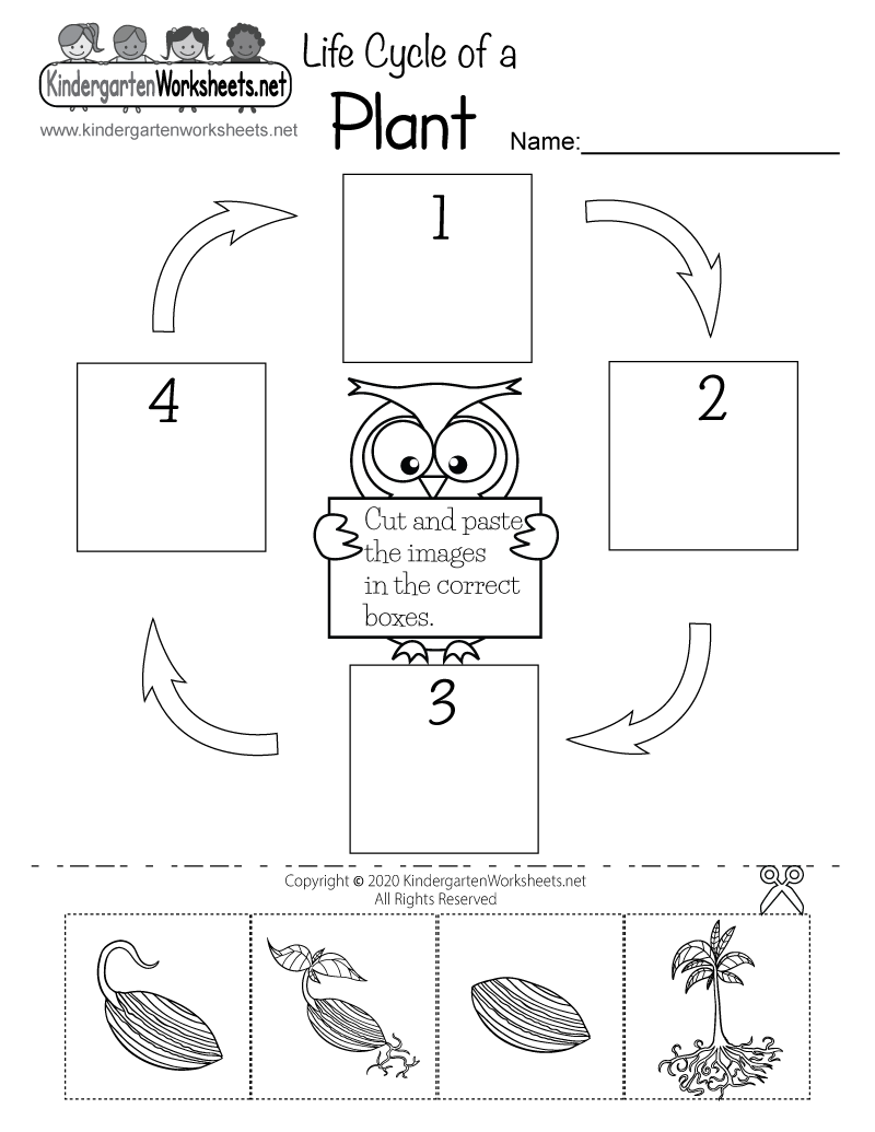 plant life cycle for kids worksheet