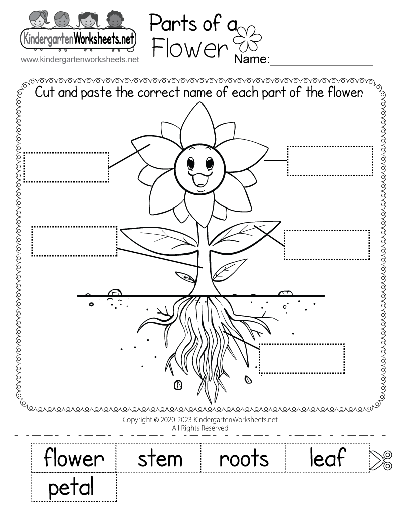 parts of a flower worksheet for kindergarten free printable digital